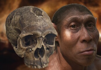 Homo erectus is a species of extinct hominid belonging to the genus Homo. Originally it was called Pithecanthropus and Java man