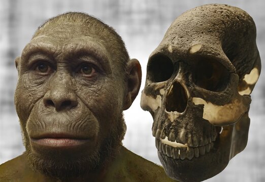 Homo rudolfensis is an extinct hominid, which lived about two million years ago in Africa, in conjunction with Homo habilis.