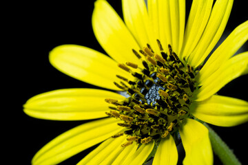 Photomacrography large flower detail yellow daisy petals and anthers with visible pollen.