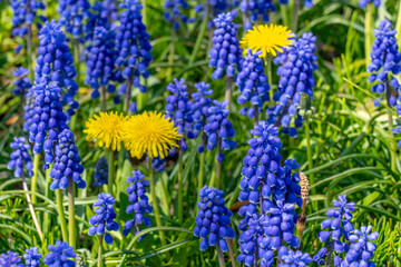 春の百合が原公園（北海道札幌市北区）