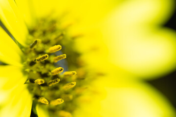 Photomacrography large flower detail yellow daisy petals and anthers with visible pollen. - obrazy, fototapety, plakaty