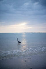 Heron at Sunset Bird