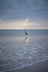 Blue Heron in the sea