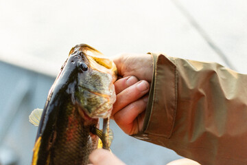 Hands holding freshly caught fish