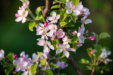 pink and white apple flowers