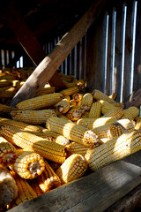 Old Corn Cribs in Wooden Barn, Traditional Corn Harvest in Autumn in Boljanic, Doboj, Bosnia and Herzegovina, Wooden Balkan Corn Barn