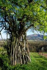 Old Bosnian Farm, wood on tree in spring with green grass and first leafs next to traditional farmland in Doboj, Gostilj, Ozren, Boljanic