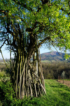 Old Bosnian Farm, wood on tree in spring with green grass and first leafs next to traditional farmland in Doboj, Gostilj, Ozren, Boljanic