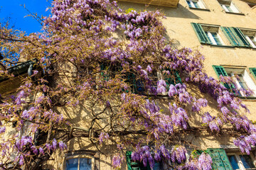 Flowering violet wisteria creeper on the wall