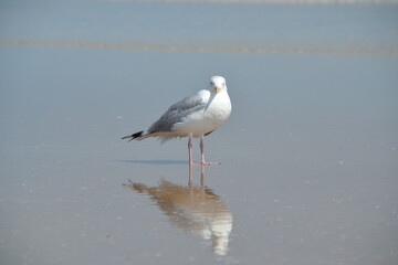 A seagull gazes directly into the camera lens, its reflection mirroring on the water's surface at...