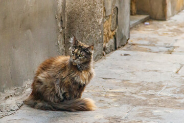 Stray hungry cat on the city street