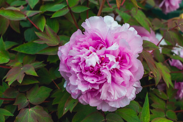 Obraz premium Lush pink peonies. Bushes with lush peony flowers.