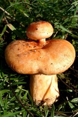 A small food fungus grows on a large fungus