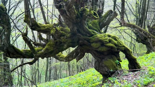 Ancient beech trees Fagus growing on a steep mountain slope in Carpathians, Ukraine. Scenic old-growth forest landscape with massive mossy tree trunks, mystical atmosphere and wild nature view.