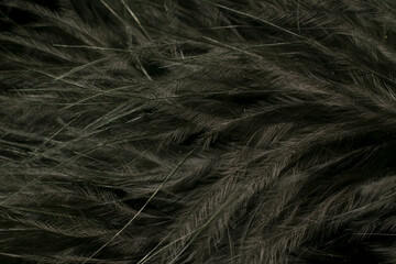black litle feather macro foto