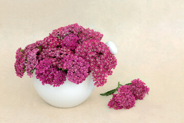 Achillea yarrow herb flower in a mortar with pestle. Used in natural herbal medicinal remedies and food decoration. Treats hemorrhoids, wounds, bloating, flatulence. On hemp paper. - 782454923