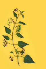 Deadly Nightshade plant with purple flowers and green berries on yellow background. Poisonous toxic wildflower also used in alternative herbal medicine remedies. Atropa belladonna. - 782455170