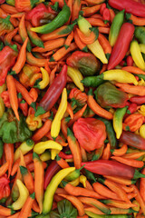 Large collection of chili pepper hot spicy vegetables. Local organic gardening produce abundant colorful organic harvest nature composition. Apache, lemon drop, slow burn varieties. - 782455776