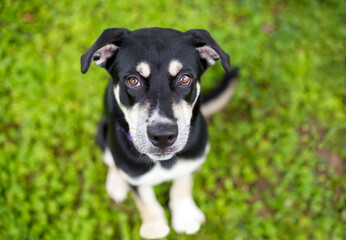 A Husky x German Shepherd mixed breed puppy looking up at the camera