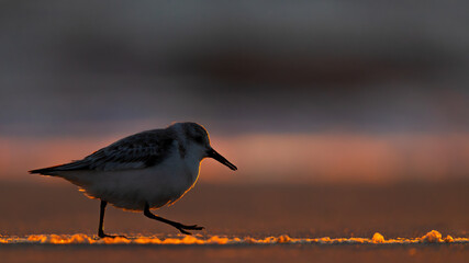 Sanderling Silhoutte