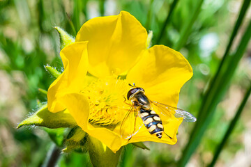 Hover fly chose a mountain flower full of pollen and nectar, it is a flying insect that is a strong...