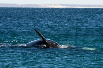 Fototapeta premium Sohutern right whales in the surface, Peninsula Valdes, Patagonia,Argentina