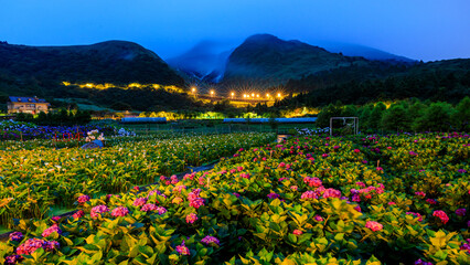 Naklejka premium A coexisting scenery of hydrangea and calla lily fields at a cloudy dawn during the season transition from spring to summer in Zhuzihu (Bamboo Lake in Chinese), Yangmingshan of Taipei City, Taiwan.