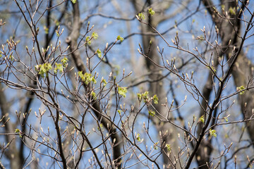 Spring Buds