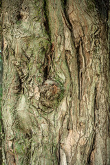 Sugar Maple Tree Trunk.