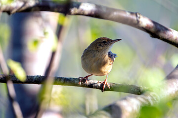 Common grasshopper warbler perched on a branch.