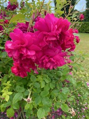 pink hydrangea flowers in garden