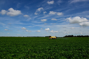 Soybean crop field , in the Buenos Aires Province Countryside, Argentina.
