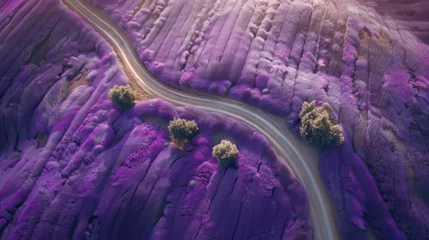 Fototapeten Lonely road cutting through vibrant lavender © Narmina