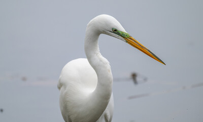 Closeup of a great egret, or white heron, wading in shallow water.