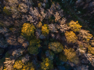 Aerial top down of colorful fall forest at Euchee Creek Greenway Trail during Fall in Grovetown Augusta Georgia