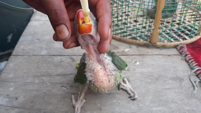 Footage of  shopkeeper feeding liquid foods to a young Eclectus Parrot using a syringe in the shop. Alexender parrot. Raw chiks. baby parrots. Green ring neck parrot. Beautiful 4K Footage.