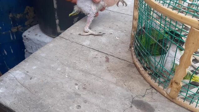 A shopkeeper feeding liquid foods to a young Eclectus Parrot using a syringe in the shop. Alexender parrot. Raw chiks. baby parrots. Green ring neck parrot. Beautiful 4K Footage.