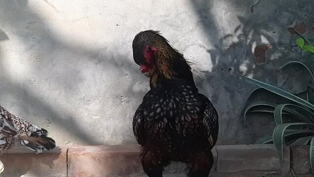 Slow motion 4K footage of aseel rooster is cleaning its feathers. A rooster is cleaning itself with its feathers. A beautiful big rooster and hens cleaning their feathers. Wing cleaning scene. 