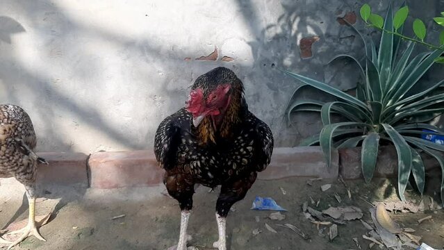 A aseel rooster is cleaning its feathers. A rooster is cleaning itself with its feathers. A beautiful big rooster and hens cleaning their feathers. Wing cleaning scene. Beautiful 4K footage.