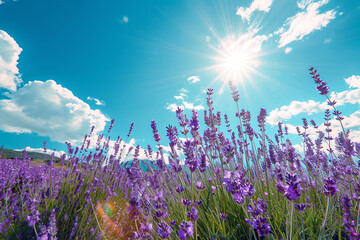 nature purple flower in sunshine in summer  under blue sky, banner design