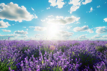 Fototapeta premium Blooming lavender field under blue sky in sunlight, nature purple flower in summer, banner design