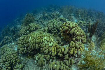 Beautiful landscape of a coral reef in the Caribbean