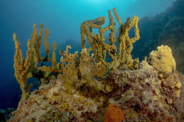 Fototapeta premium Beautiful landscape of a coral reef in the Caribbean