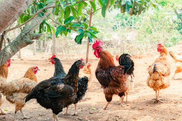 Creole chickens next to the rooster