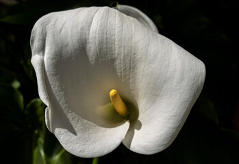 macro of elegant and sunny calla lily
