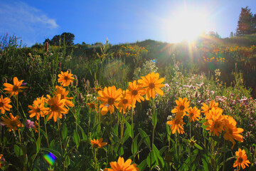Yellow flowers in the sun
