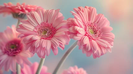 Foto auf Acrylglas Beautiful gerbera flowers on pastel background © artist