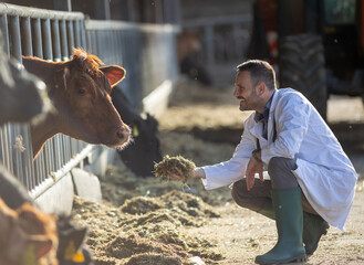 Veterinarian feeding cows on farm