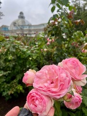 pink roses in a garden