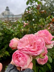 pink roses in a garden